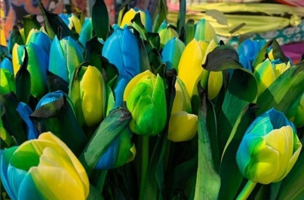 tulips